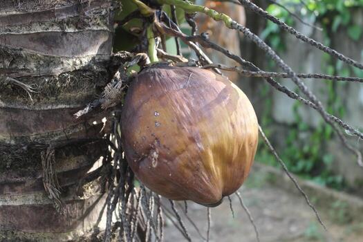 Defocused photo of red guava fruit hanging on tree.