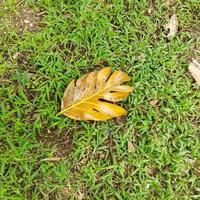 Autumn leaf in the grass photo