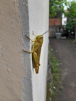 the grasshopper is perched on the wall photo