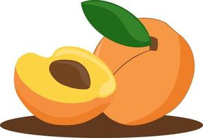 Apricot fruit, illustration, vector on white background.