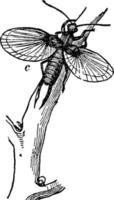 Earwig, vintage illustration. vector