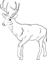 Deer drawing, illustration, vector on white background.