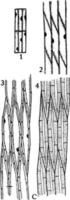 Xylem Development 3 vintage illustration. vector