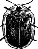 Beetle, vintage illustration. vector