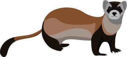 Weasel animal, illustration, vector on white background