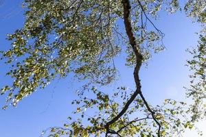 sunny autumn weather in a birch forest with a blue sky photo