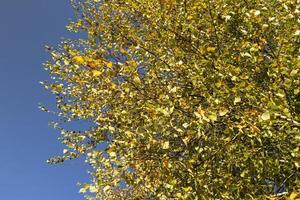 Birch forest with trees with yellow and green foliage photo