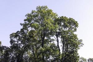 Trees in a mixed forest in summer photo