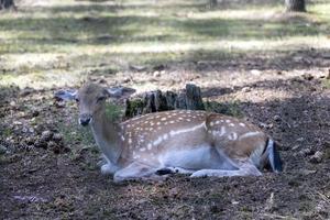 Deer resting in hot weather photo