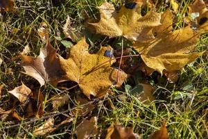 Autumn park with trees during leaf fall photo