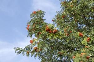 Red rowan berries in the summer photo