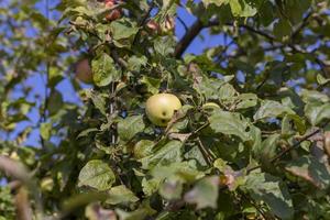 cosecha de manzanas en el huerto de manzanas foto