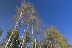 Birch grove with tall birch trees in autumn photo