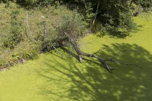 Swampy terrain with plants in summer photo