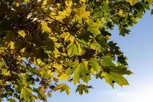 árbol de arce durante la temporada de otoño foto