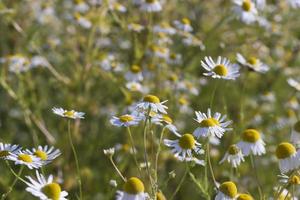 A large number of white daisies photo