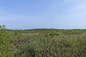 Swampy terrain with plants in summer photo