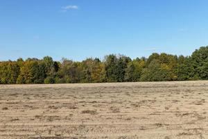 Autumn forest with trees during leaf fall photo