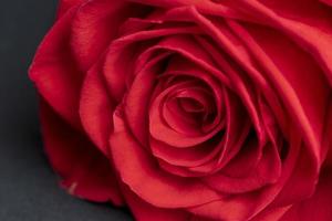 A beautiful red rose cut into pieces photo