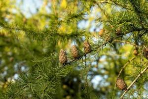 Spruce branches with green needles in sunny weather photo