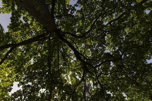 Forest with different trees in summer photo