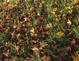 Yellowing maple foliage in the autumn season photo