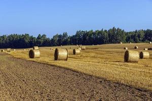Straw stack after harvesting grain in the field photo