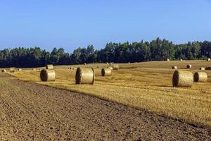 pila de paja después de cosechar el grano en el campo foto