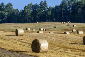 Straw stack after harvesting grain in the field photo