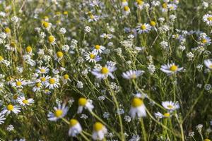 A large number of white daisies photo