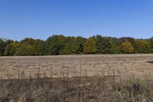 Autumn nature with trees during the fall of colorful foliage photo