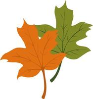 Autumn leaves, illustration, vector on a white background.