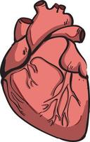 Human heart, illustration, vector on white background.