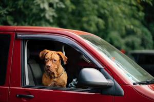 The dog stuck its head out of the car window photo