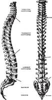 vista lateral y dorsal de la columna vertebral, ilustración antigua. vector