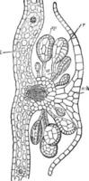 Section of a Nephrolepis vintage illustration. vector