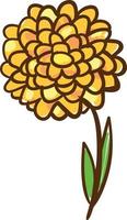 Marigold drawing, illustration, vector on white background.