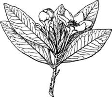 ilustración vintage de gordonia. vector