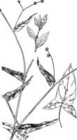 Buckwheat vintage illustration. vector