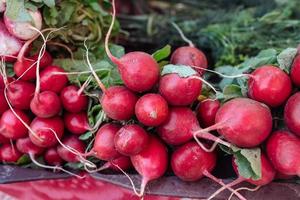 Fresh organic radish vegetables for sale on french farmers market photo