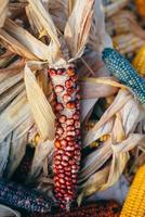 Colorful cobs of ornamental corn lie side by side photo