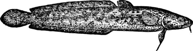 Burbot or Lota vu'garis, vintage illustration. vector