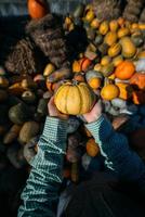 Female hands hold out a small pumpkin. photo