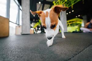 Cute small jack russell dog in gym photo