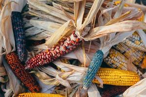 Colorful cobs of ornamental corn lie side by side photo