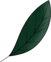 water colour leaf png