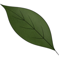 water colour leaf png