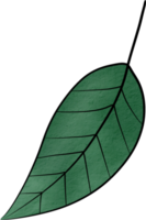 feuille de couleur de l'eau png