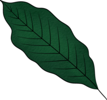 feuille de couleur de l'eau png