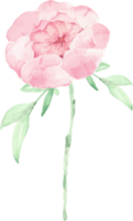 vattenfärg rosa pion blomma och grön löv element png